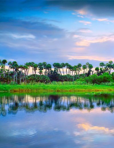 Wall Of Palms
