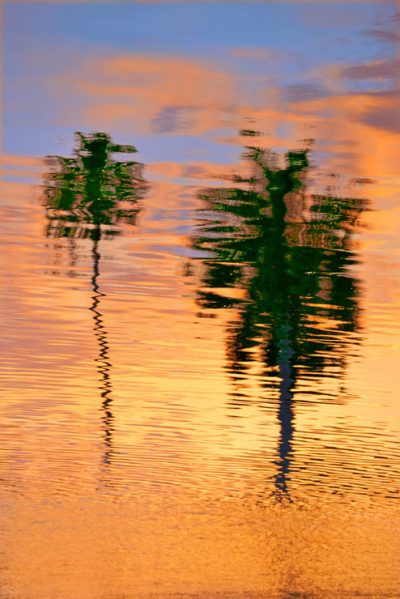 Water Palms