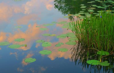 In Honor Of Monet