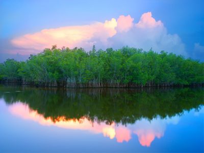 Florida Mangrove Morning
