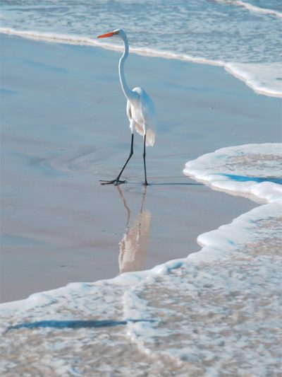 King Of The Beach...