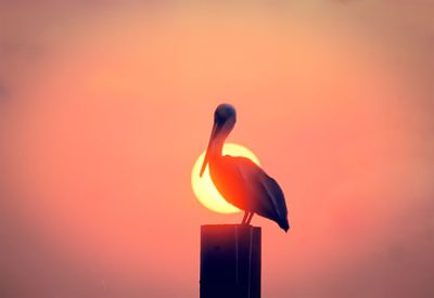 Sunset Watch