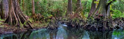 Ancient Cypress