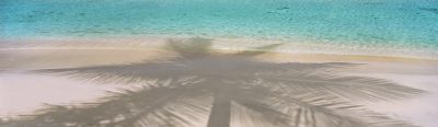 Purchase panoramic photos on canvas of Virgin Islands palms, such as Palm Beach (item-046) from renowned fine art photographer Steve Vaughn.
