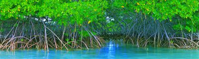 Florida Mangrove, Series 1