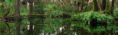Along The Loxahatchee