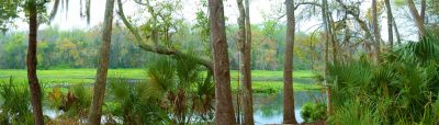 Along The Wekiva
