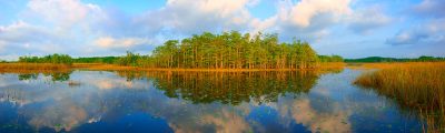 In Praise of Florida Cypress