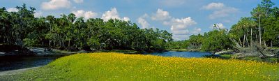 The Econlockhatchee River In Bloom