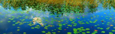 Everglades Reflections