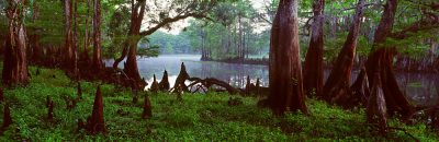 Florida Cypress