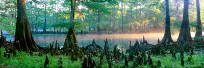 Florida Cypress Morning