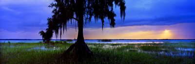 Florida Cypress Sunset