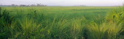 River Of Grass