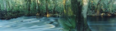 Florida Waters