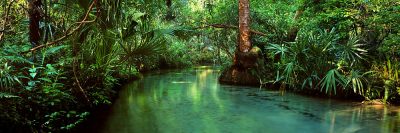 Juniper Springs Run