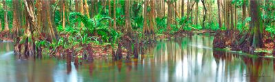 Along The Loxahatchee River