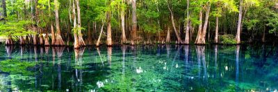 Manatee Springs