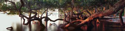 Oak and Palm