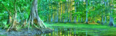 Reedy Creek