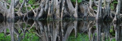 Mirror Cypress