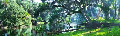Along The Econlockhatchee