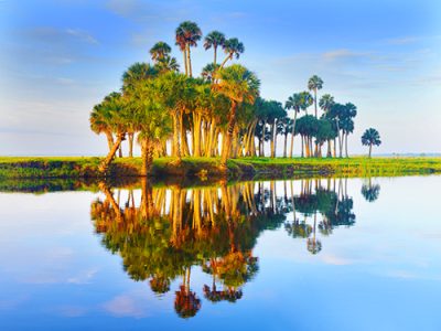 Cathedral Of Palms