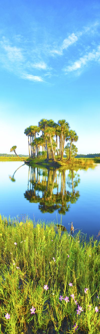 Island Bloom