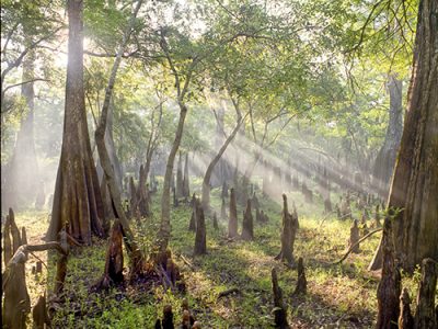 Swamplight