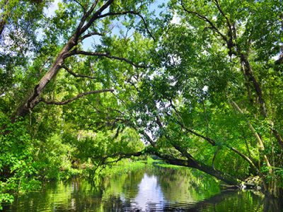 Wekiva Green