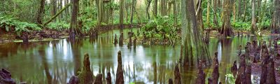 Loxahatchee Cypress