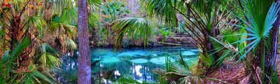 Fern Hammock