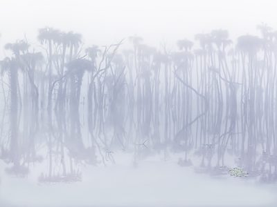 Fog 2628