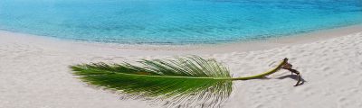 Purchase panoramic photos on canvas of Tortola Virgin Islands, such as Sun Palm at Tortola (item-2786) from renowned fine art photographer Steve Vaughn.
