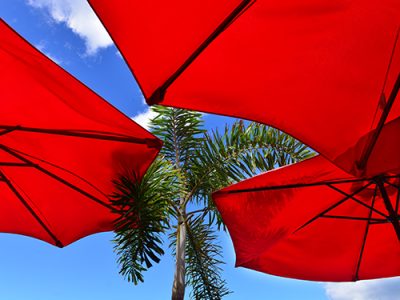 Umbrella Bloom