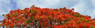 Purchase panoramic photos on canvas of Virgin Islands foliage, such as Royal Poinciana, (item #2834) from renowned fine art photographer Steve Vaughn.