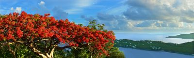 Purchase large format photos on canvas of Virgin Islands views, such as Megans Bay, St. Thomas (item-28611), from renowned fine art photographer Steve Vaughn.