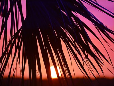 Purchase large format photos of Virgin Islands sunsets on stretched canvas, such as "Sun Palm 2" (item-2864) from renowned fine art photographer Steve Vaughn.