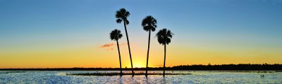 Four Palm Sunset
