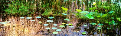 Wetlands Gold