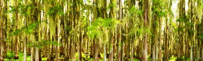 Cypress Symmetry