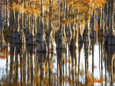 Winter Cypress