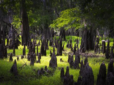 Cypress Soldiers