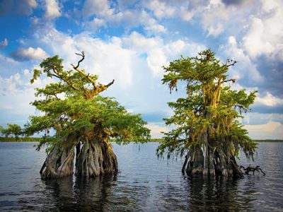 Dwarf Cypress