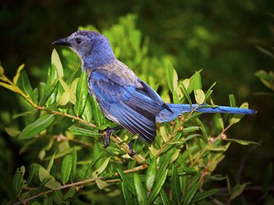 Florida Scrub Jay