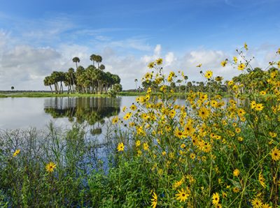 Swamp Sunflowers