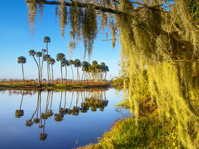 Sabal Palms And Spanish Moss
