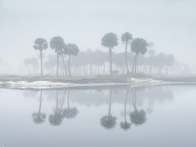 20165 — Florida Fog