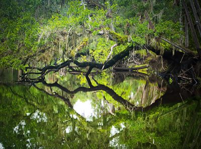 Nature's Mirror
