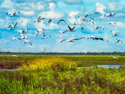 Swamp Sunflower Flyover